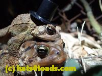 /home//u458753944/public_html/sourcegallery//Roxborough Toad Detour/2013-2019/2016/2016-03-31/P3310652.JPG